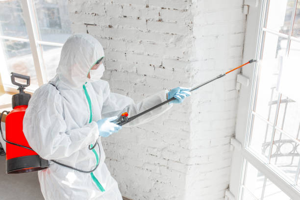 Why You Should Choose Our Mold Remediation Services in Amboy, IL